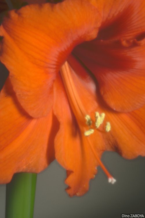 amaryllis_photo_01
