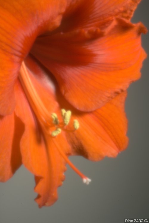 amaryllis_photo_04