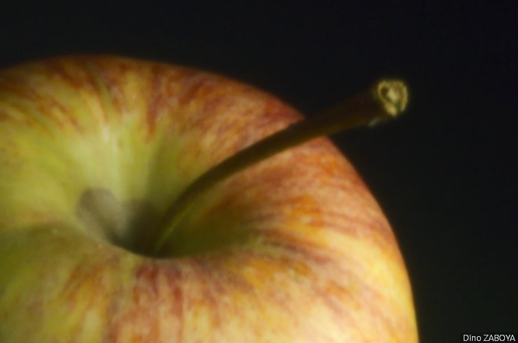 pomme_photo_02